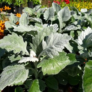 Dusty Miller