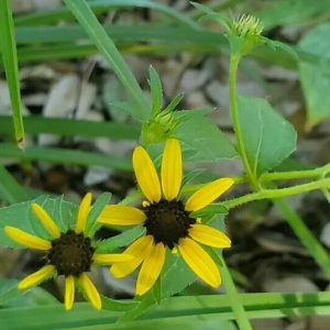 Softhair Coneflower 