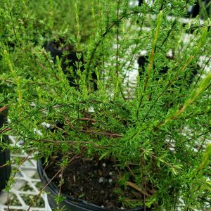 Scrub St. John's Wort (Saint John's) 