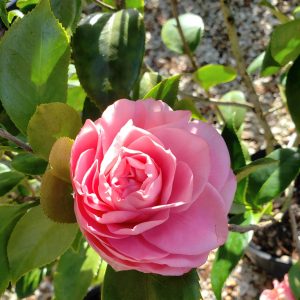 Japanese Camellia