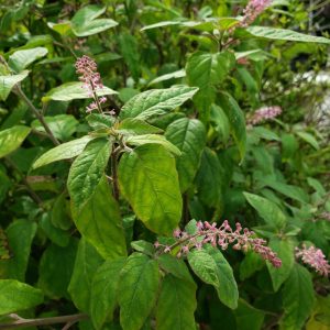 Rouge Plant