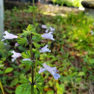 Lyreleaf Sage