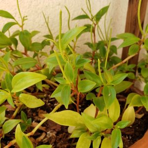 Cypress Peperomia