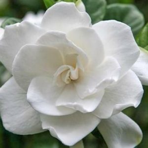 Gardenia