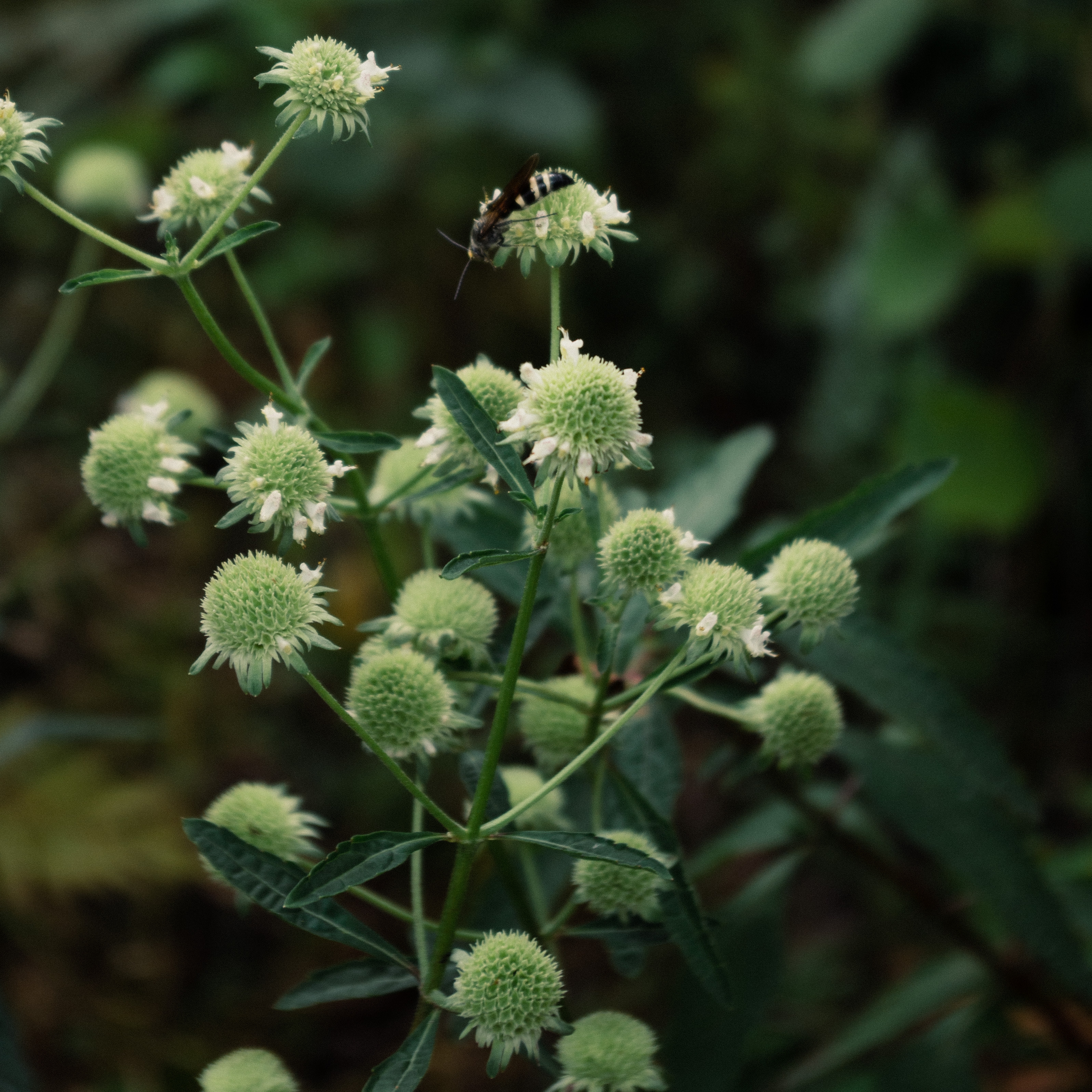 Clustered Bushmint