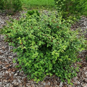 Butterfly Sage (Bloodberry)