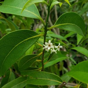 Lancewood