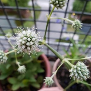 Button Rattlesnake Master