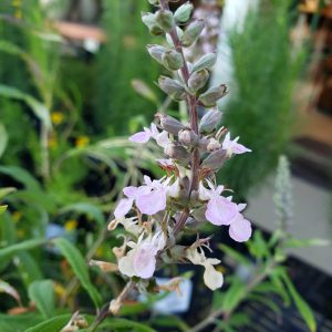 Wood Sage