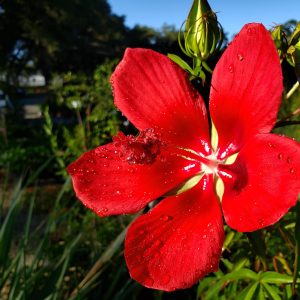 Scarlet Hibiscus