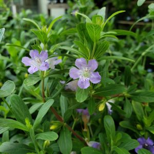 Oblongleaf Twinflower
