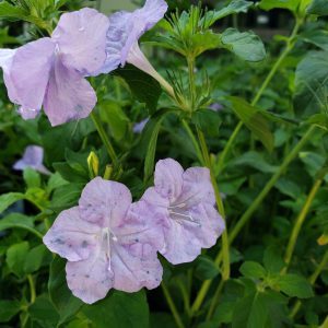 Wild Petunia