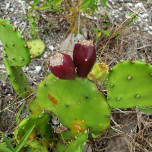 Prickly Pear Cactus