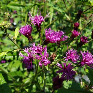 Giant Ironweed