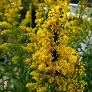 Seaside Goldenrod
