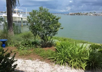 Sally’s backyard with Simpson Stopper, Coastal Spider Lilies, etc.