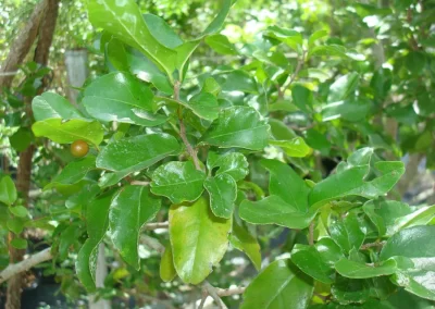 Black Ironwood, Krugiodendron ferreum, is a strong wooded small to medium size broadleaf evergreen tree that produces a black berry relished by songbirds