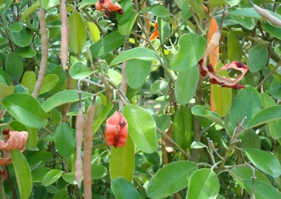 Jamaica Caper, Quadrella jamaicensis, produces colorful pods when the split open and expose the tiny seeds inside that are adored by songbirds