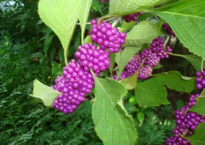 Beautyberry, Callicarpa americana, close-up