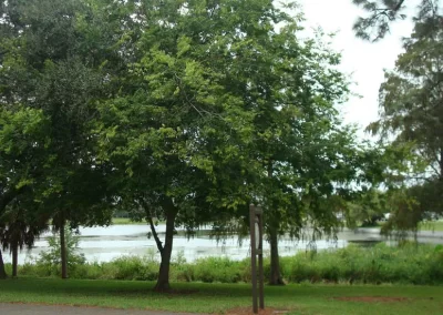 Sugarberry, Celtis laevigata, is a fast growing tree that provides shade in the warm months and berries for the birds