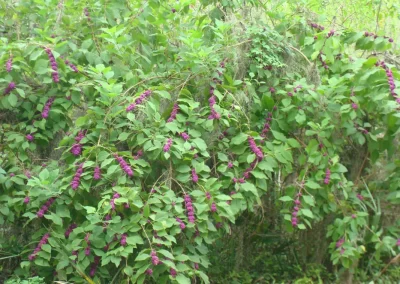 Beautyberry, Callicarpa americana, is an easy growing shrub for well drained sites in shady or sunny locations. The notoriously showy purple berries in the fall also double as a bird attractor