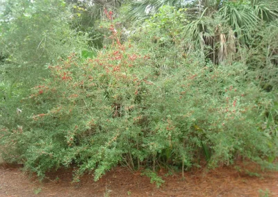 Holly berries on female Yaupon Holly, Ilex vomitoria, is both attractive and good for bringing the birds