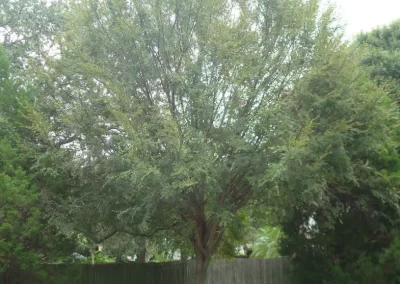Winged Elm is a large canopied tree that provides good shade in the growing season and great nesting opportunity for birds. The dry seed is also used by wildlife