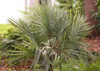 Florida’s native palms like this Bluestem or Dwarf Palmetto, Sabal minor, are very productive for pollinators and as food sources for Songbirds