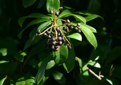 A true favorite, Marlberry, Ardisia escallonioides, has dark rich foliage, fragrant clusters of blooms and attractive fruit that the birds appreciate as well. The large shrub or small tree excels in shadowy locations