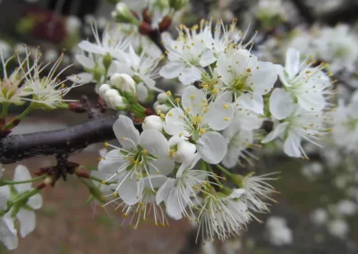 Chickasaw Plum, Prunus angustifolia, has a showy winter / spring bloom that draws the butterflies and plums that feed the wildlife