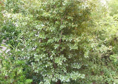Gum Bumelia, Sideroxylon lanuginosum