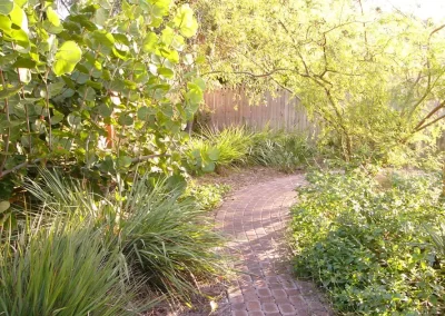 A walkway through a native coastal garden