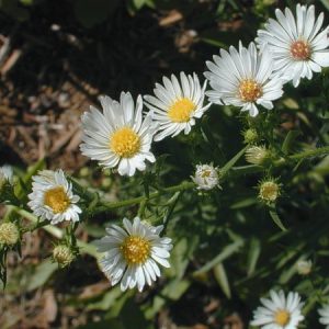 White Oldfield Aster
