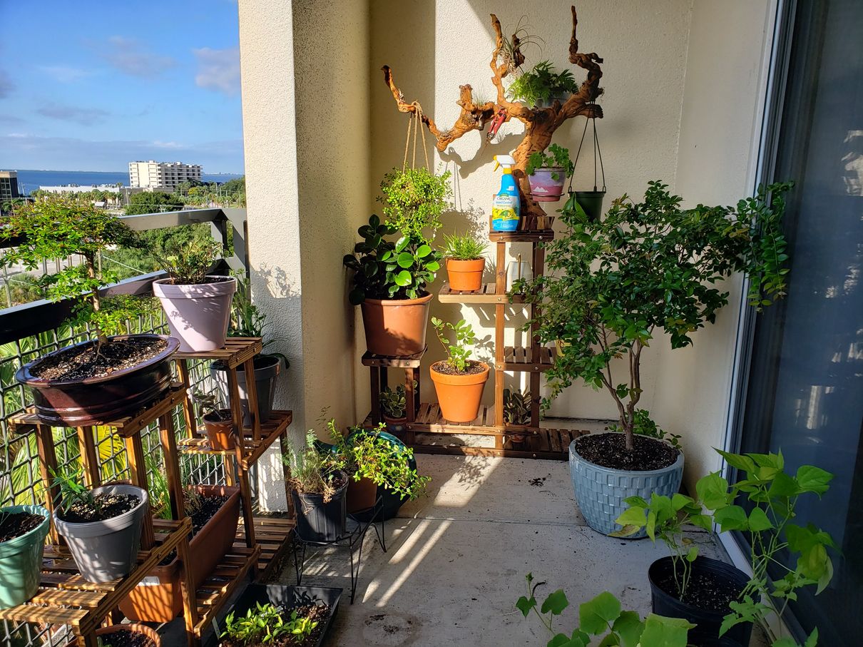 Native potted plants