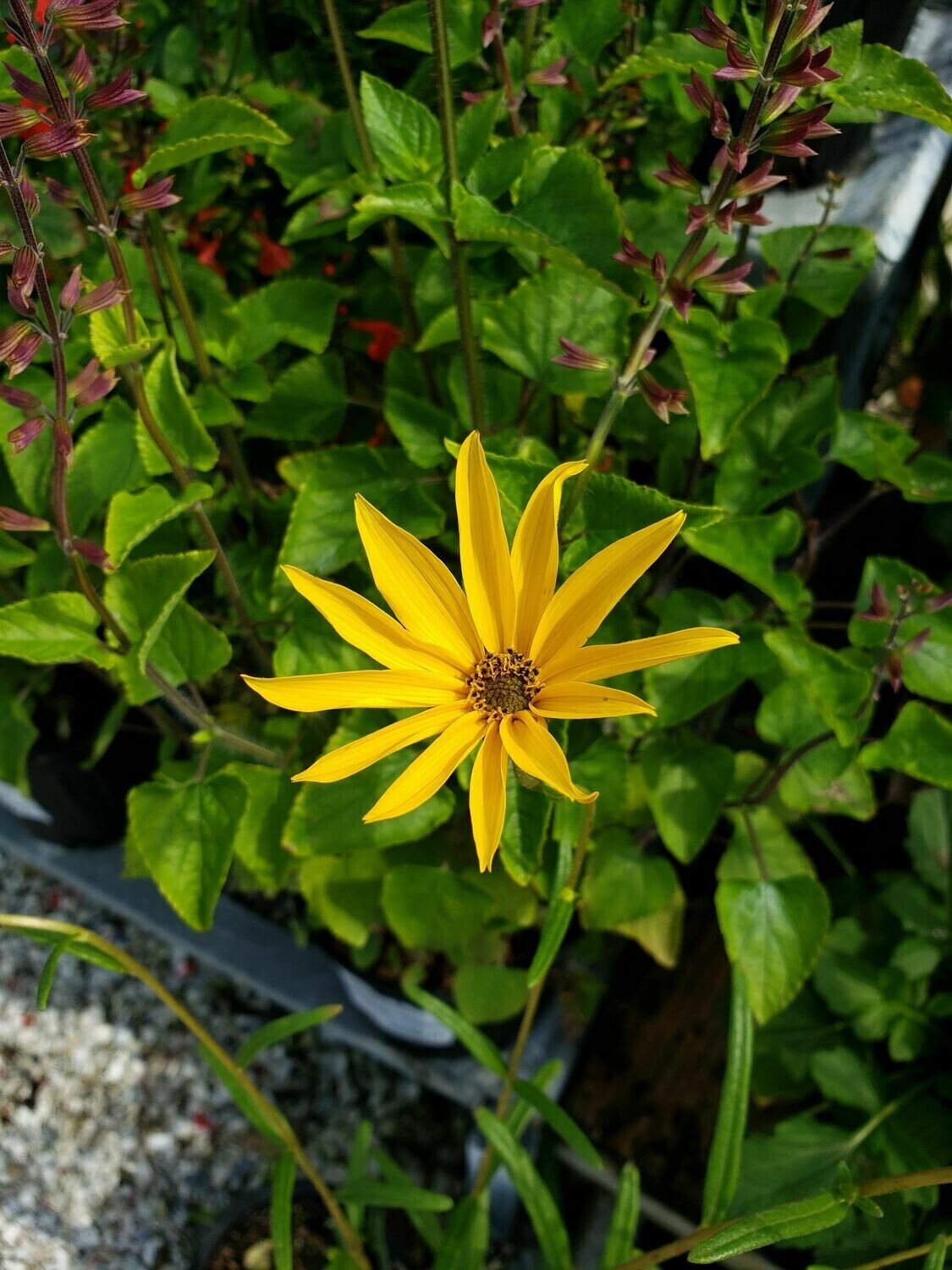 Sun-Loving Plants