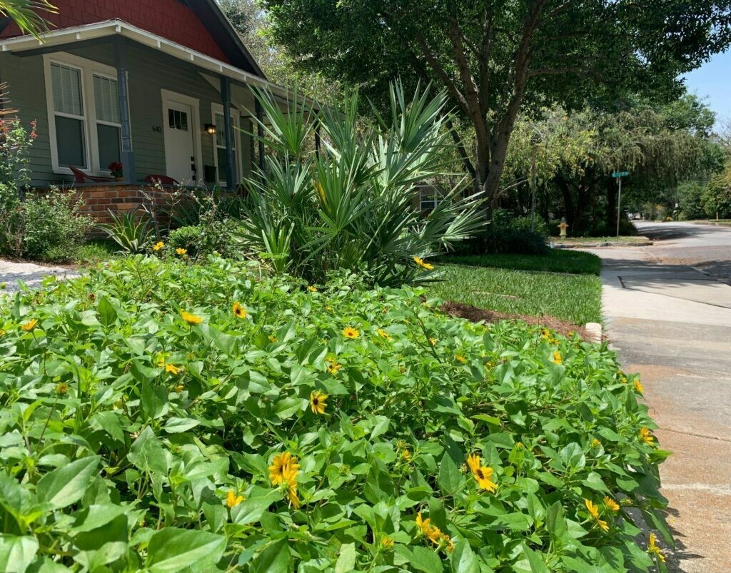 Drought-Tolerant Plants