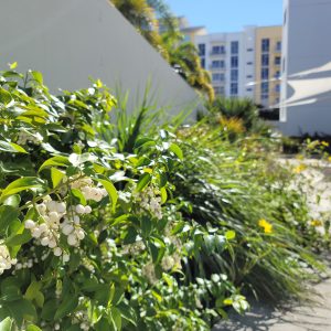 Snowberry