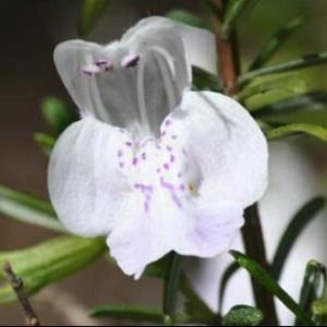 Apalachicola False Rosemary
