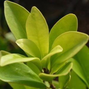 Forest Green Anise