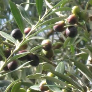 Arbequina Olive