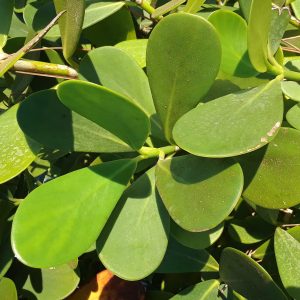 Autograph Plant (Clusia)