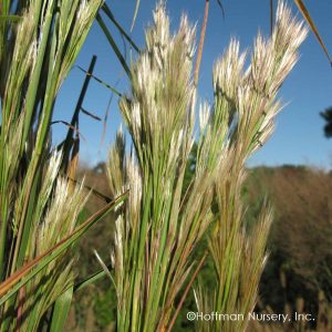 Bushy Bluestem
