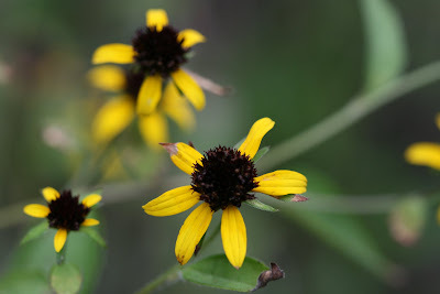 Brown Eyed Susan (Brown-eyed)