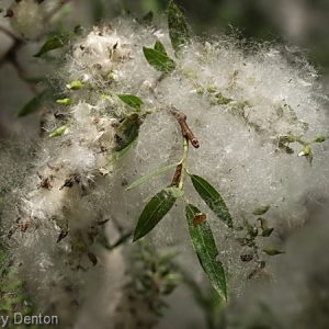 Carolina Willow