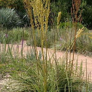 Britton's Beargrass