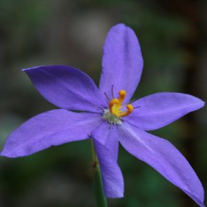 Celestial Lily