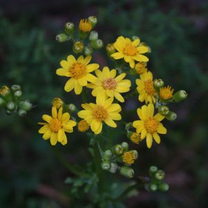 Golden Ragwort