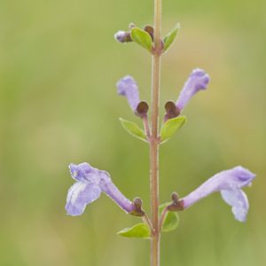 Skullcap sp