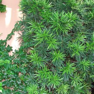Podocarpus