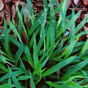 Openflower Witchgrass